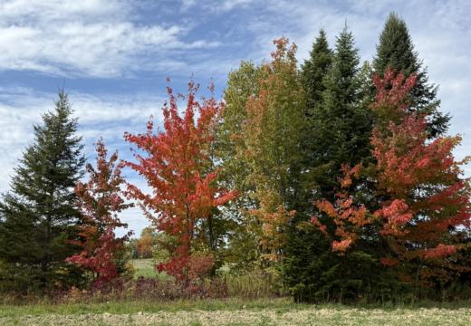 Photograph from Brandin's property in northern Maine