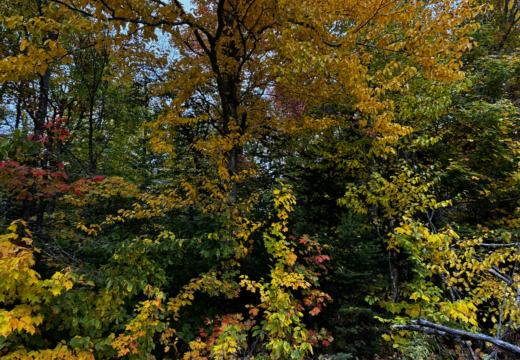 Photograph from Brandin's property in northern Maine