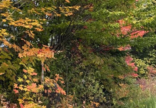 Photograph from Brandin's property in northern Maine