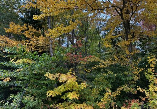 Photograph from Brandin's property in northern Maine