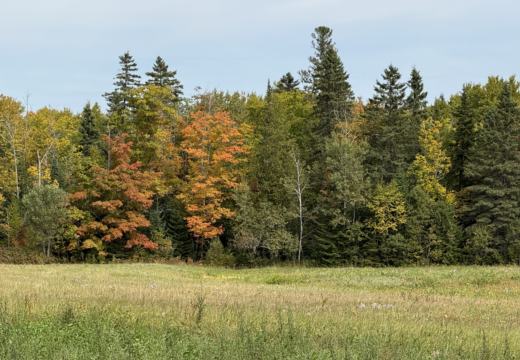 Photograph from Brandin's property in northern Maine