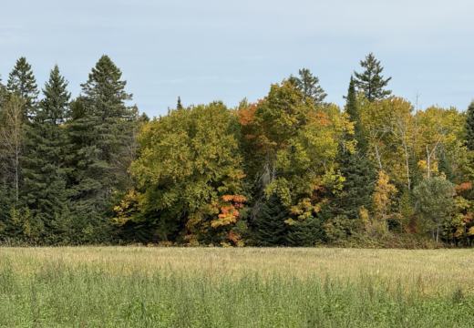 Photograph from Brandin's property in northern Maine