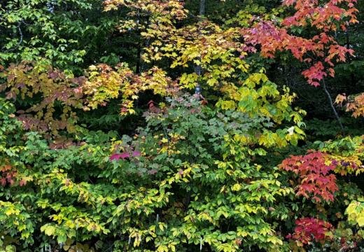 Photograph from Brandin's property in northern Maine