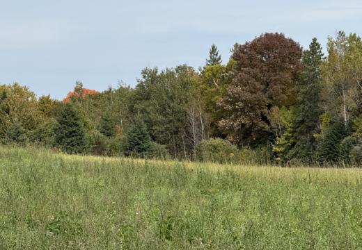 Photograph from Brandin's property in northern Maine
