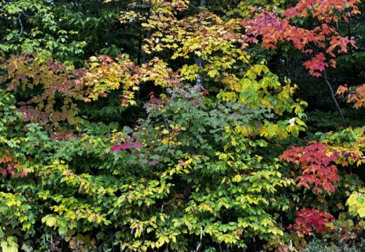 Photograph from Brandin's property in northern Maine
