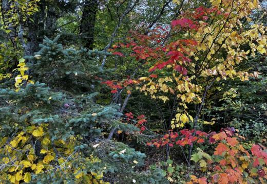 Photograph from Brandin's property in northern Maine