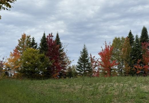 Photograph from Brandin's property in northern Maine