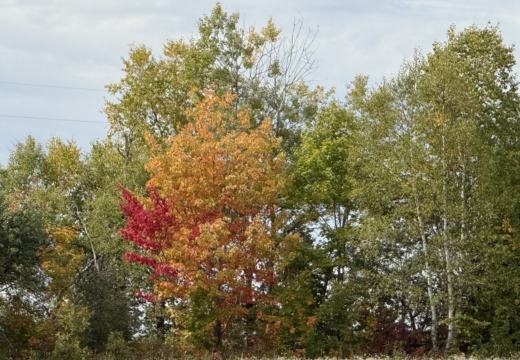Photograph from Brandin's property in northern Maine