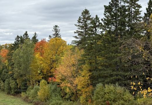 Photograph from Brandin's property in northern Maine