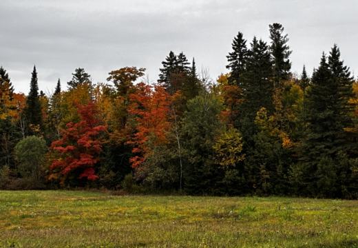 Photograph from Brandin's property in northern Maine