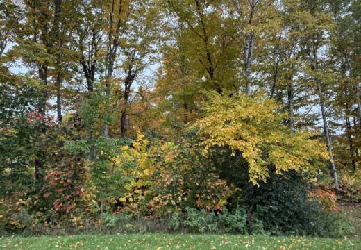 Photograph from Brandin's property in northern Maine