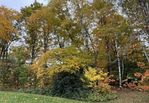 Photograph from Brandin's property in northern Maine
