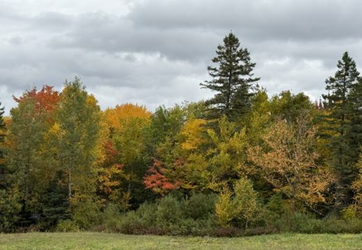 Photograph from Brandin's property in northern Maine