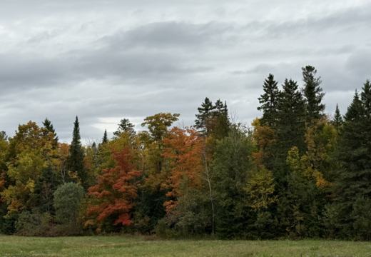 Photograph from Brandin's property in northern Maine
