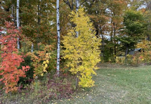 Photograph from Brandin's property in northern Maine