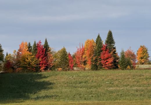 Photograph from Brandin's property in northern Maine