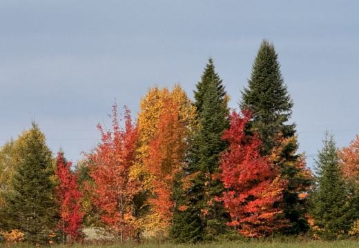 Photograph from Brandin's property in northern Maine