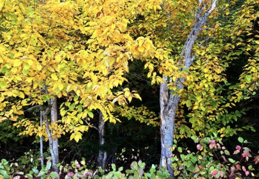 Photograph from Brandin's property in northern Maine