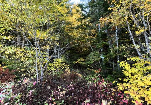 Photograph from Brandin's property in northern Maine