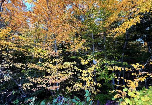 Photograph from Brandin's property in northern Maine