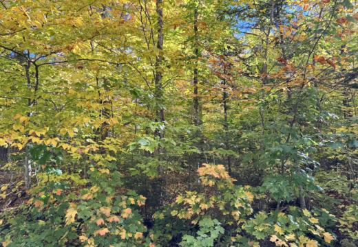 Photograph from Brandin's property in northern Maine