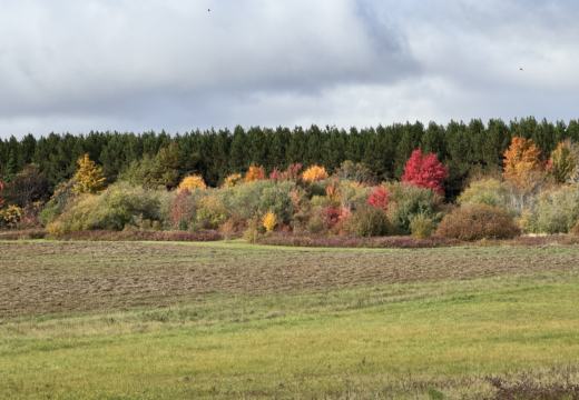 Photograph from Brandin's property in northern Maine