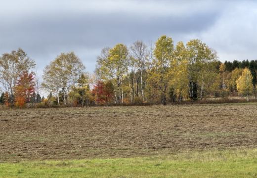Photograph from Brandin's property in northern Maine