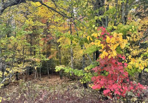 Photograph from Brandin's property in northern Maine